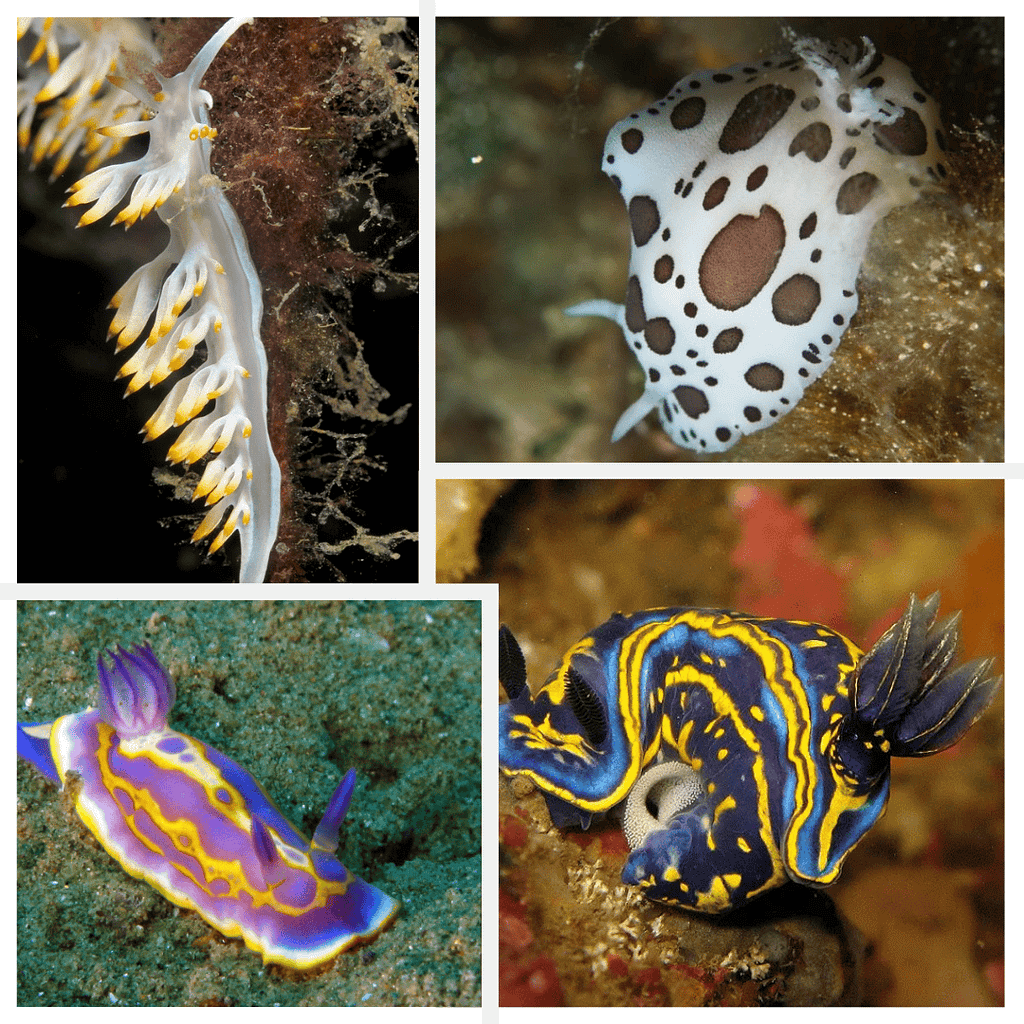 Nudibranco
