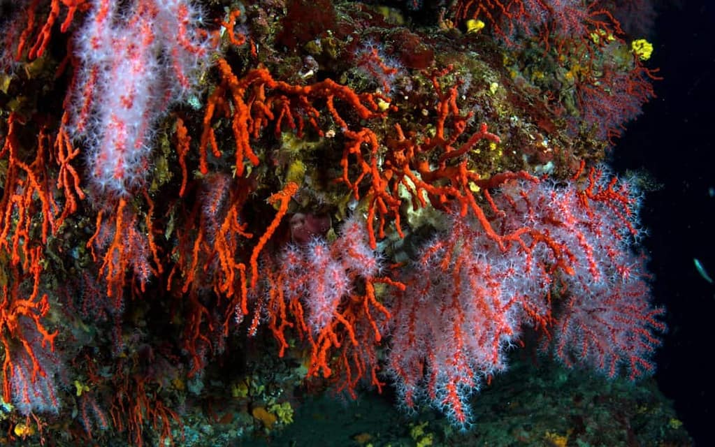 Immersione corallo rosso