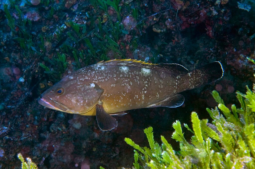 Cernia, Immersione Argentario